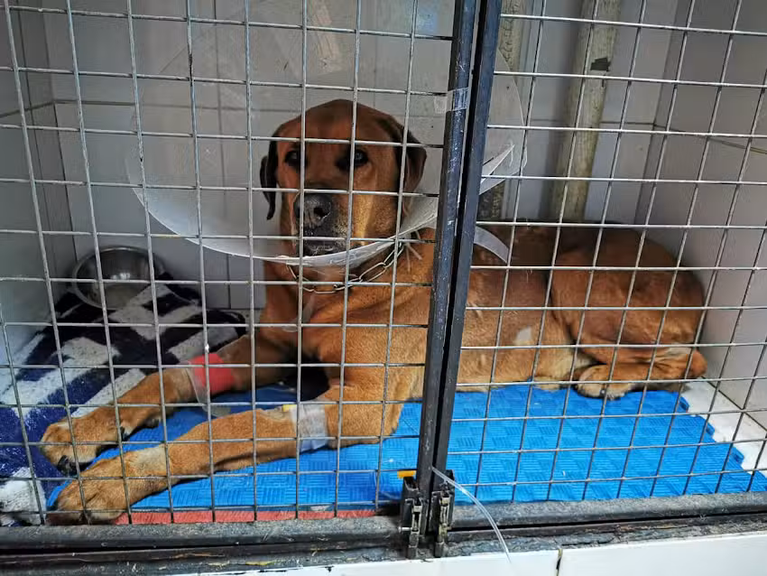 Veterinaria &ldquo;Fossey&rdquo;