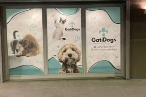 Veterinaria Gatidogs