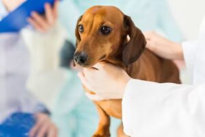 Veterinaria Guanaqueros