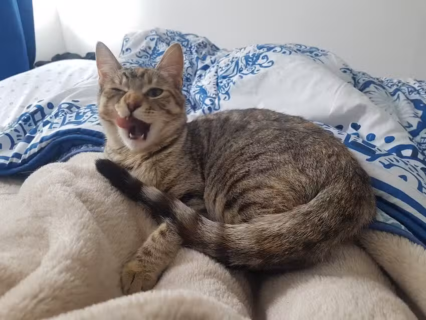 Veterinaria HamburgoPatitas