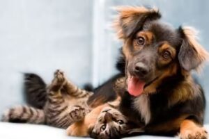 Veterinaria Happy Animal San Carlos