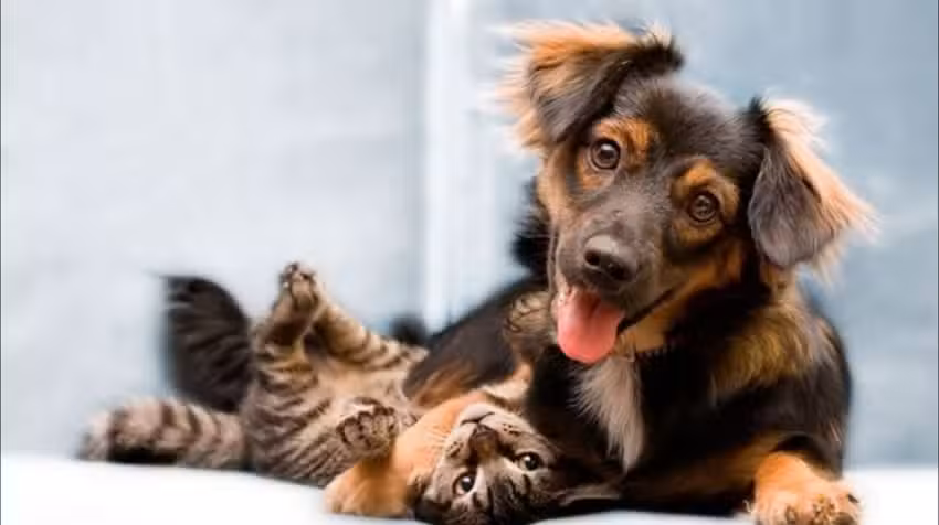 Veterinaria Happy Animal San Carlos