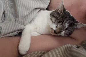 Veterinaria Huellitas Pet