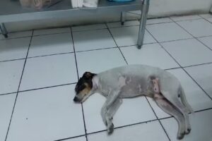 Veterinaria Integral Vet