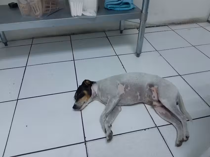 Veterinaria Integral Vet