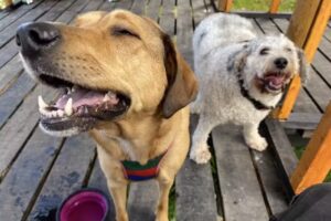 Veterinaria Koi Aike