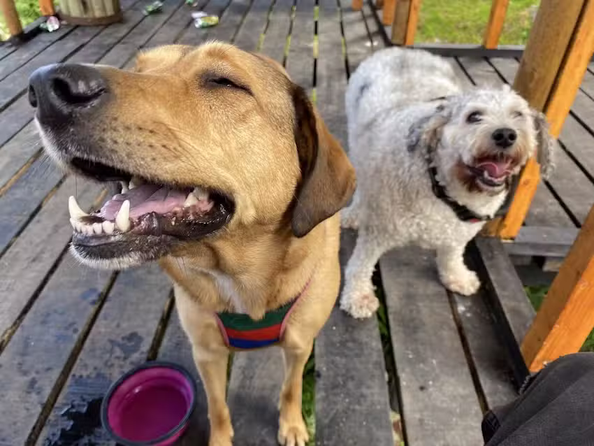 Veterinaria Koi Aike