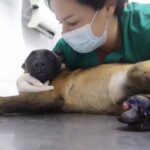 Veterinaria La Estrella