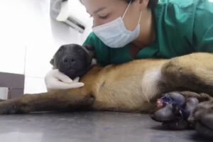 Veterinaria La Estrella