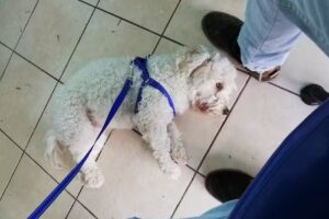 Veterinaria Long-Life