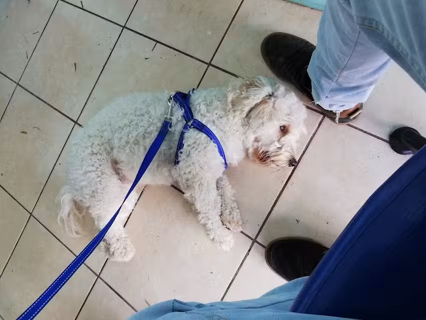 Veterinaria Long-Life