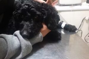 Veterinaria Los Naranjos