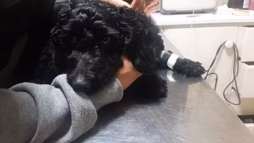 Veterinaria Los Naranjos