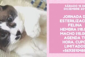 Veterinaria Manquehue Sur