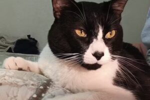 Veterinaria Medical Vet Las Rosas