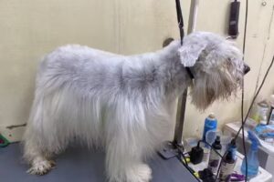 Veterinaria Mundomascota