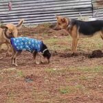 Veterinaria Municipal