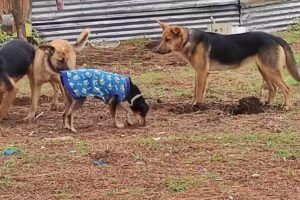 Veterinaria Municipal