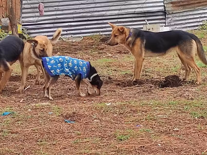 Veterinaria Municipal