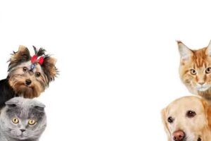 Veterinaria Pedro de Valdivia