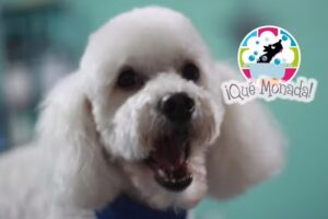 Veterinaria & Peluquer&iacute;a &iexcl;Qu&eacute; Monada!