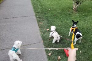 Veterinaria Perros y Gatos