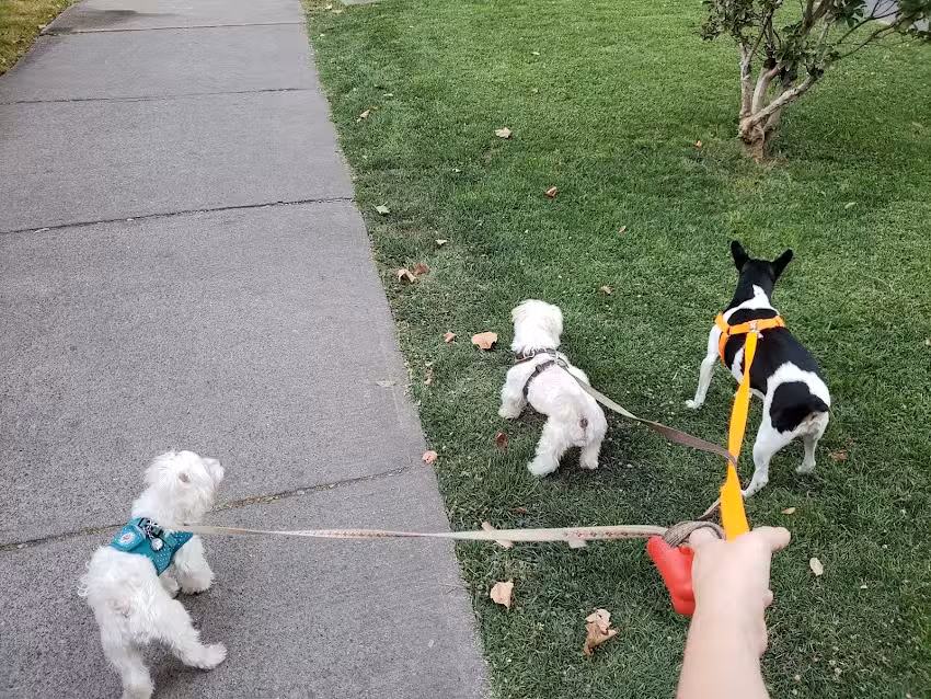 Veterinaria Perros y Gatos
