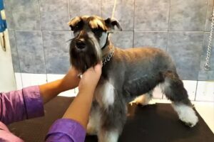 Veterinaria PetSalud