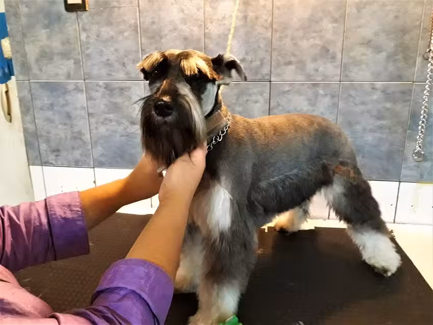 Veterinaria PetSalud