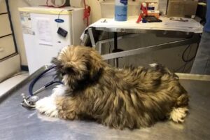 VETERINARIA RAMON CRUZ