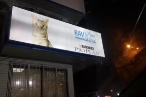 Veterinaria RAV Universidad de Chile