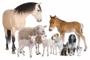 Veterinaria Requinoa