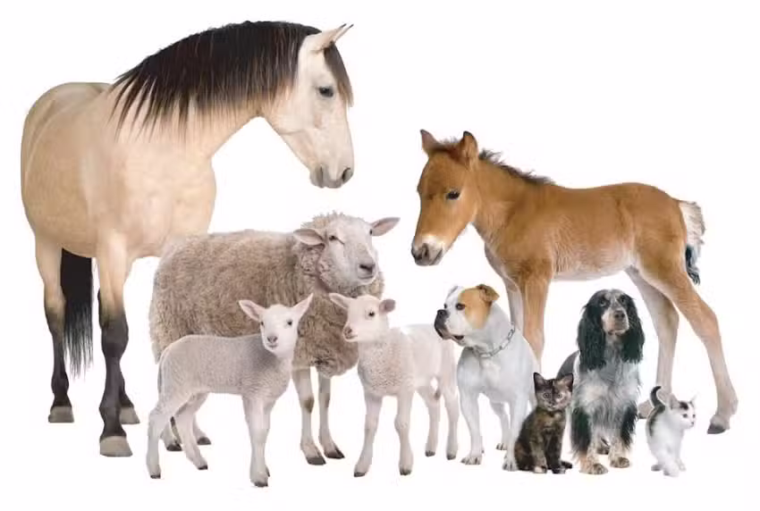 Veterinaria Requinoa