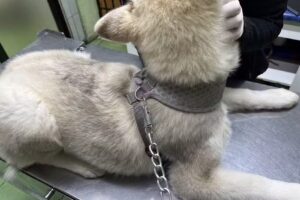 Veterinaria San Benildo