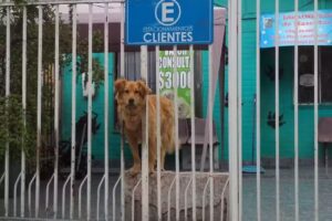 Veterinaria San Francisco de Asis II