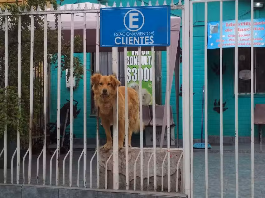 Veterinaria San Francisco de Asis II
