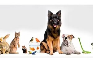 VETERINARIA SAN MARCOS