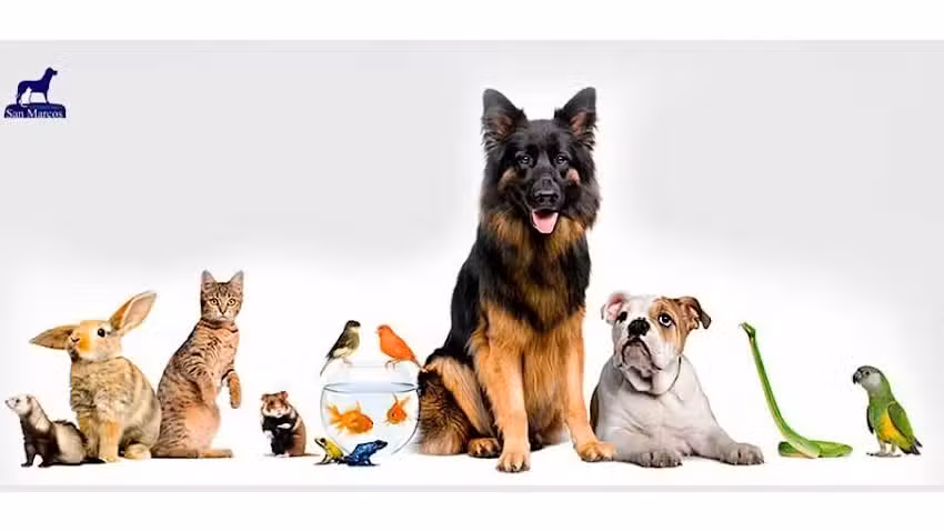 VETERINARIA SAN MARCOS