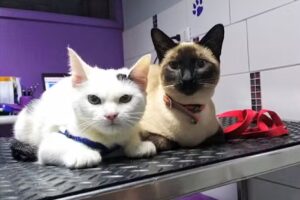 Veterinaria San Nicolas Limitada