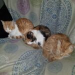 Veterinaria San Vicente