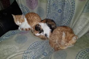 Veterinaria San Vicente