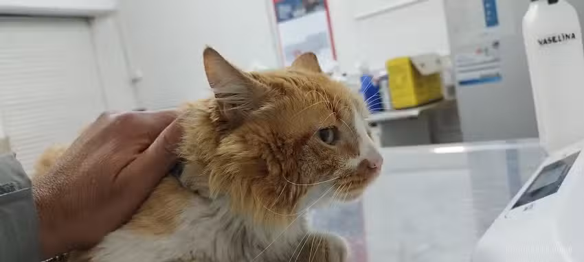 Veterinaria VET CENTRAL