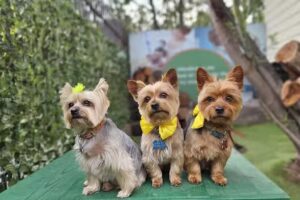 Veterinaria Vet Garden