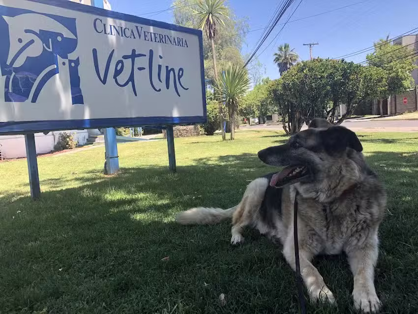 Veterinaria Vetline Limitada