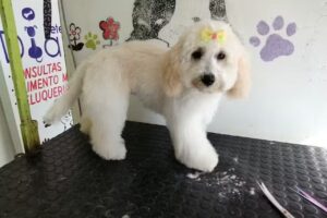 Veterinaria y peluqueria Diana