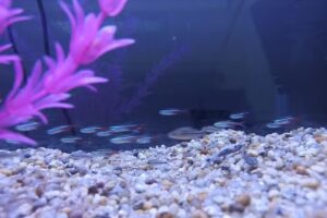 Veterinaria y Peluqueria PetWild