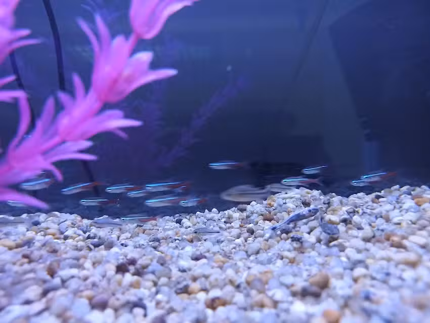 Veterinaria y Peluqueria PetWild