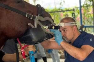 Veterinario altos de Cantillana