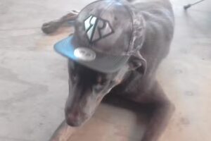 Veterinario Mundo Animal