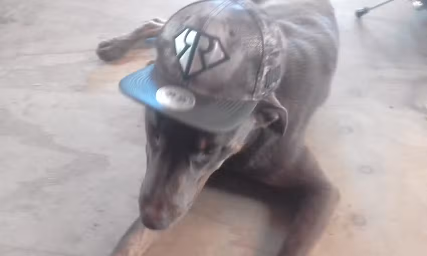 Veterinario Mundo Animal